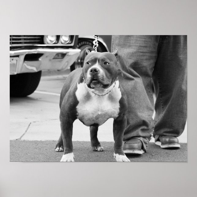 American Staffordshire Terrier Poster (Frente)