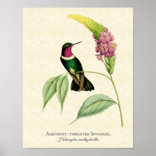 Ametist Throated Hummingbird Art Impressão
