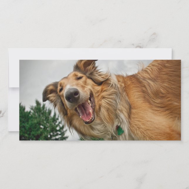 Amiga, o Sorriso Collie (Frente)