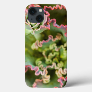 Amigo emergente de uma Planta Echeveria