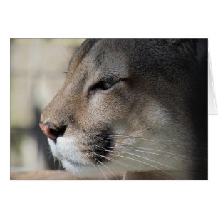 Amigos como Excelente - Cartão de Açúcar