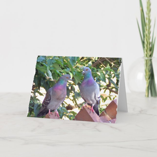 Amigos do pombo - cartão (Frente)