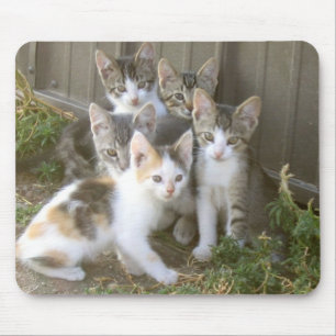 Amigos Mousepad do gatinho