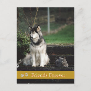 Amigos para sempre - cartão postal de cão e gato