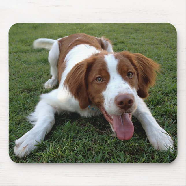 Amor Brittany Spaniel Puppy Dog Mousepad (Frente)