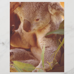 Amor de Urso Koala
