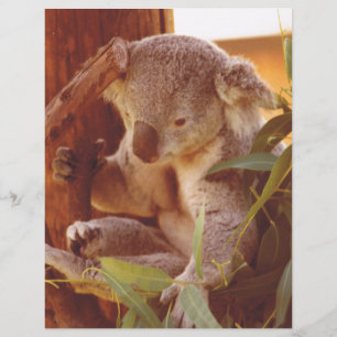 Amor Koala