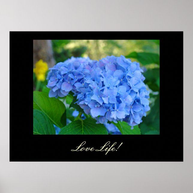 Amor Vida! impressões artísticas Hidrangea Azul ar (Frente)