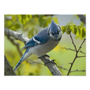 Ampliação da foto de Jay azul