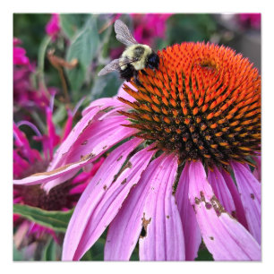 Ampliação de Foto de Abelha e Coneflower