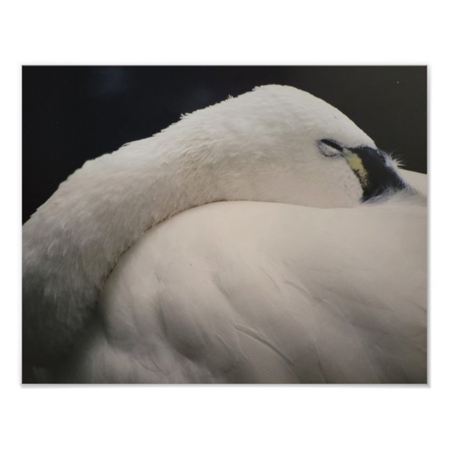 Ampliação de Foto de Cisne-da-tundra Dormindo (Frente)