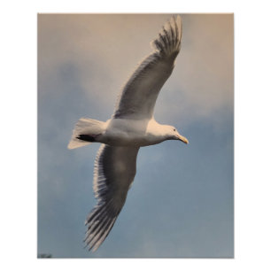 Ampliação de foto de gaivota voando