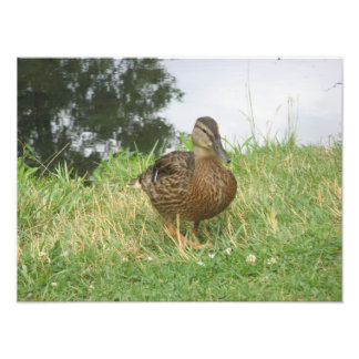 Ampliação de Foto em Pato de Mallard