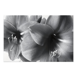 Ampliação de Foto Impressa de Duas Flores de Amarí