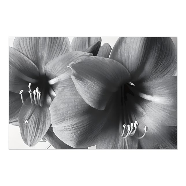 Ampliação de Foto Impressa de Duas Flores de Amarí (Frente)