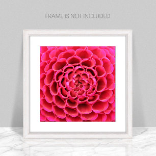 Ampliação de Fotografias com Flor Rosa Quente de F