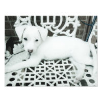 Ampliação de Fotos Brancas Adoráveis e Bonitas