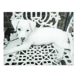 Ampliação de Fotos Brancas Adoráveis e Bonitas