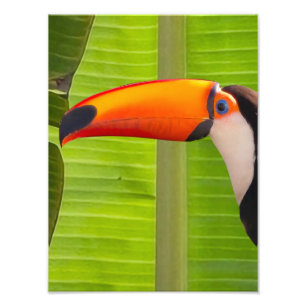 Ampliação Fotografia de Tucano