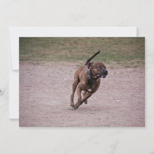 Amstaff em execução