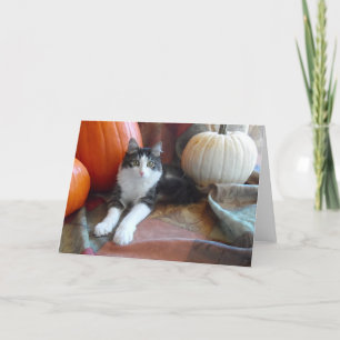 Anakin Gato de Duas Pernas & Abóboras Cartão de Ou