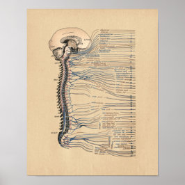 Anatomia anatomia anatomia Impressão da intagem hu