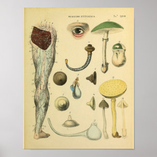 Anatomia Anatomia Vintagem Impressão de Arte Méd