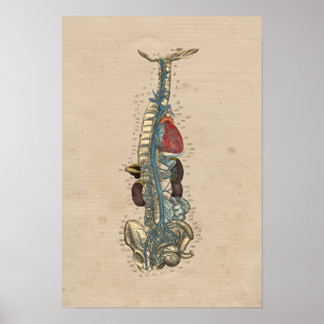 Anatomia cardíaca das Veias Humanas 1841 Impressão (Frente)