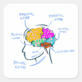 Anatomia cerebral pintada com etiquetas