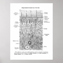 Anatomia cutânea Dermatologia Decor Impressão 1