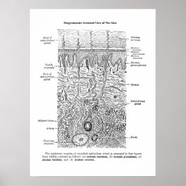 Anatomia cutânea Dermatologia Decor Impressão 1