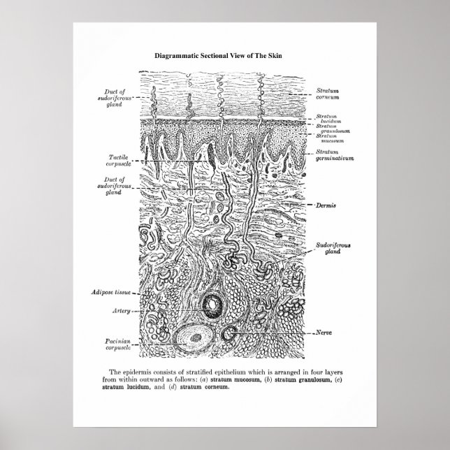 Anatomia cutânea Dermatologia Decor Impressão 1 (Frente)