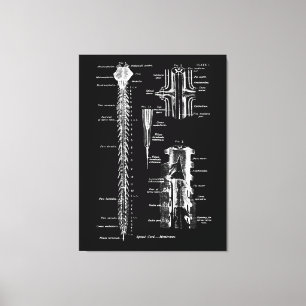 Anatomia da medula espinhal Decoração médica