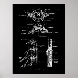 Anatomia da medula espinhal Poster
