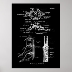 Anatomia da medula espinhal Poster