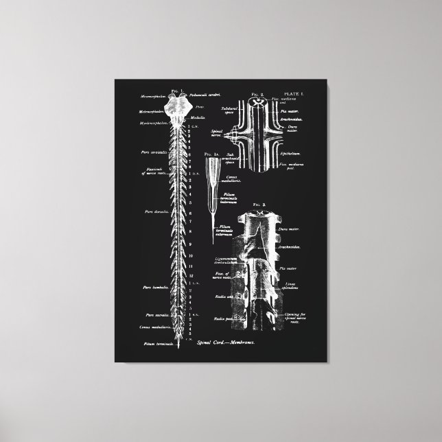 Anatomia da membrana da medula espinhal Decoração  (Frente)