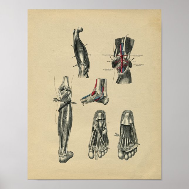 Anatomia da perna humana 1902 Impressão de safra (Frente)