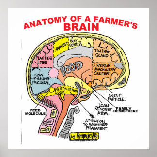 ANATOMIA DA POSTER DO CÉREBRO DE UM AGRICULTOR