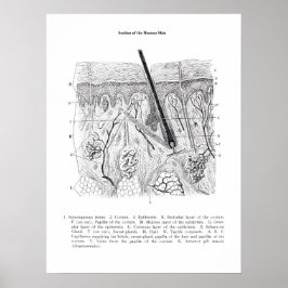 Anatomia da seção da pele impressão 2.