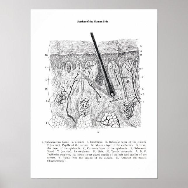 Anatomia da seção da pele impressão 2. (Frente)