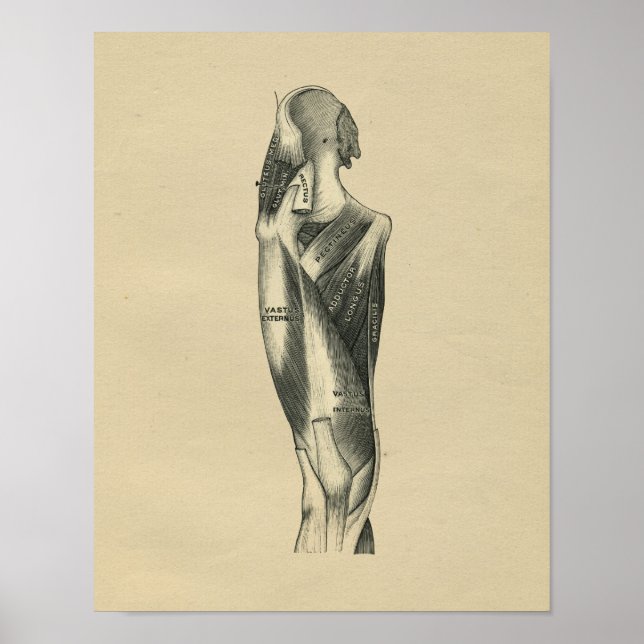 Anatomia das Pernas Humanas 1902 Impressão de Vint (Frente)