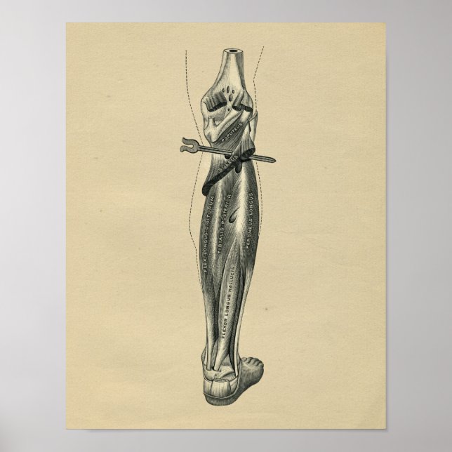 Anatomia das Pernas Humanas 1902 Impressão de Vint (Frente)