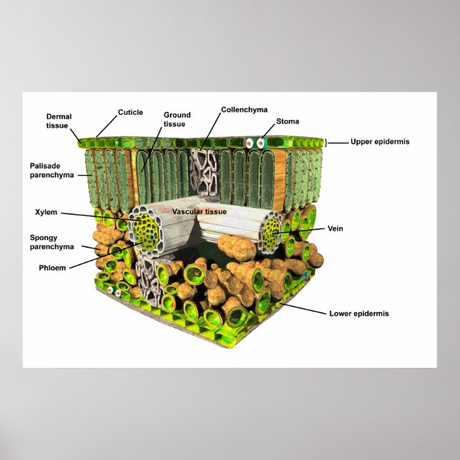 Anatomia de poster Folha (Frente)