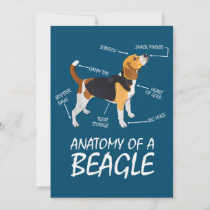 Anatomia De Um Cachorro De Beagle