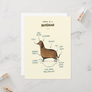 Anatomia De Um Dachshund Pássaros De Cães Dachsh