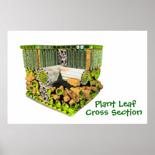 Anatomia de um poster da folha da planta