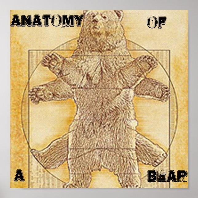 Anatomia de um Poster do Urso (Frente)