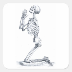 Anatomia do adesivo dos Ossos