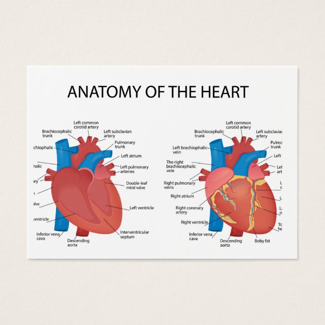 Anatomia do coração (Frente)