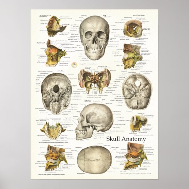 Anatomia do crânio humano Poster 18 X 24 (Frente)